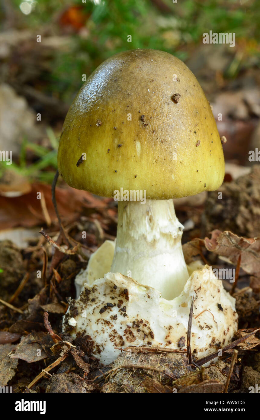 Giovane Campione di Amanita Phalloides o fungo Deathcap, uno dei più pericolosi funghi velenosi in Europa Foto Stock