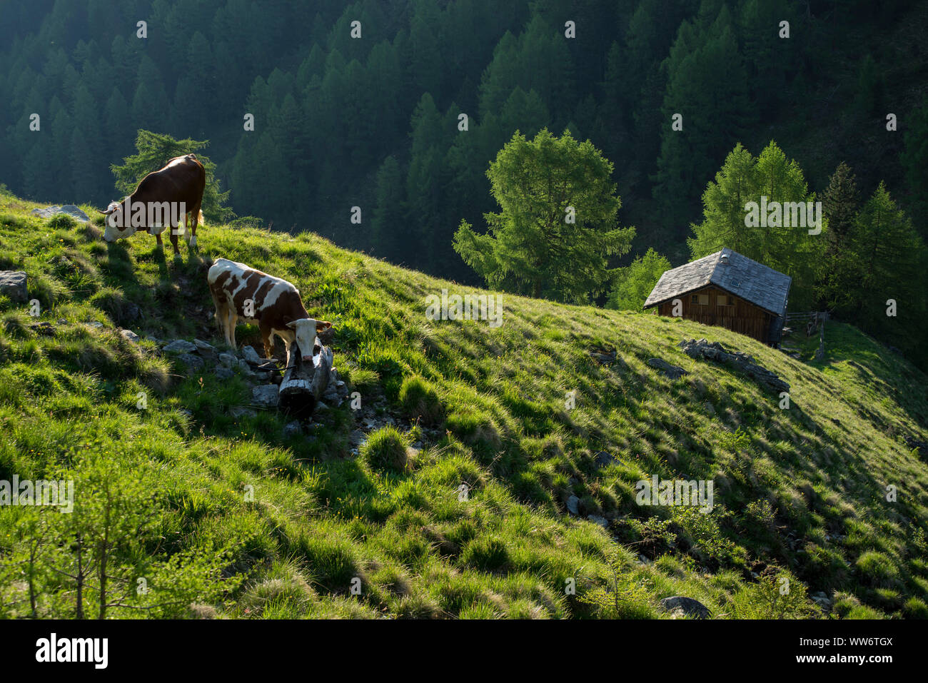 Mattina umore alla Raineralm, LasÃ¶rlinggruppe, Parco Nazionale degli Hohe Tauern, Tirolo orientale, Austria. Foto Stock