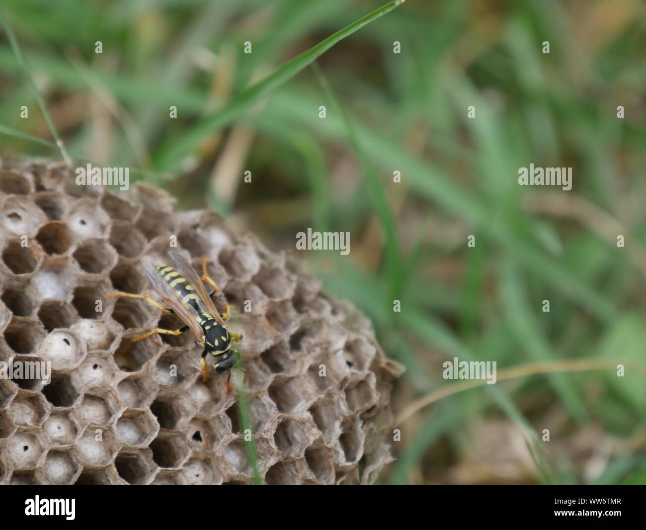Una vespa avendo cura di larvaes Foto Stock