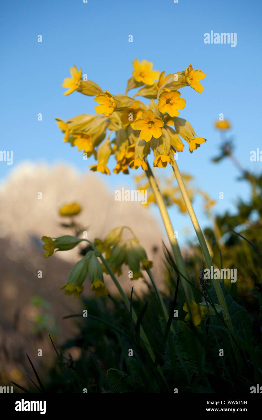 Cowslips sul prato di montagna, close-up Foto Stock