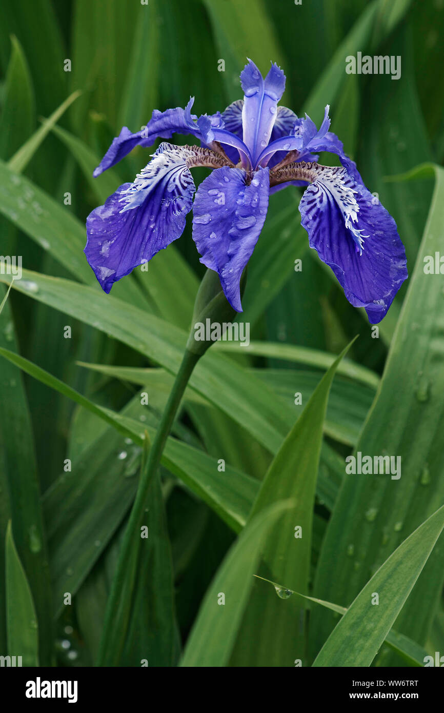 Padiglione giapponese iris, Iris copernicia, colorate in blu fiore crescente all'aperto. Foto Stock