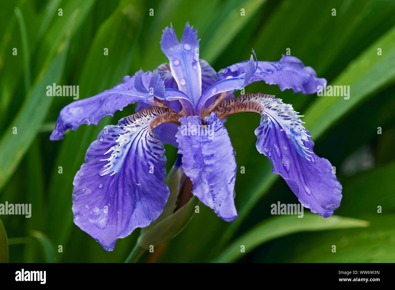 Padiglione giapponese iris, Iris copernicia, colorate in blu fiore crescente all'aperto. Foto Stock