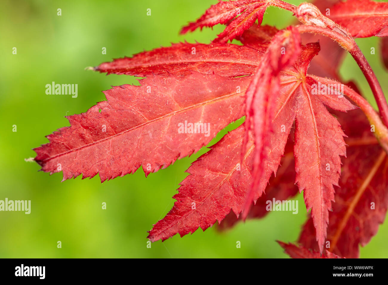 Palmate acero Acer palmatum, rosso, foglie di close-up Foto Stock