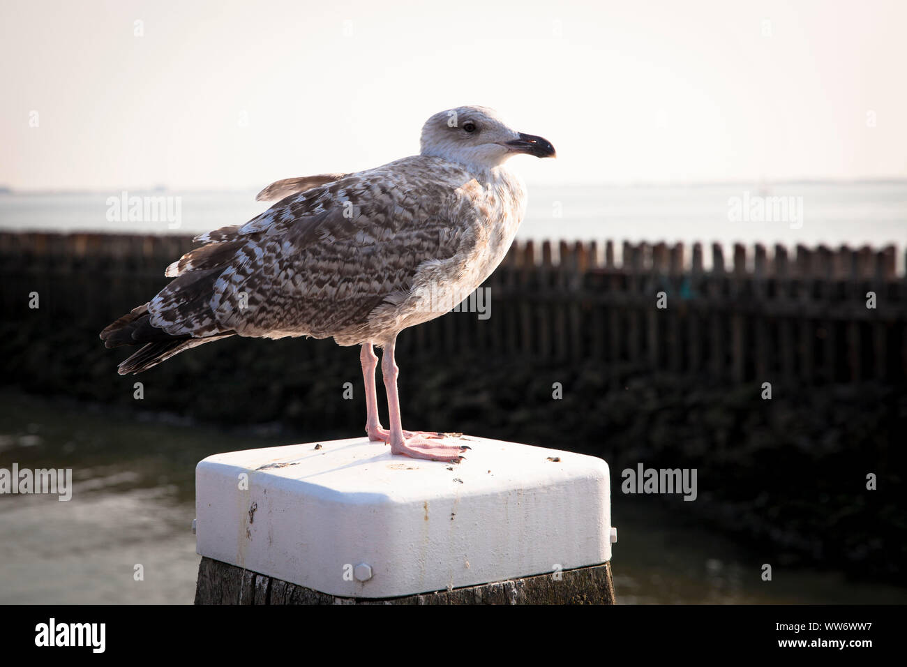 Giovani sea gull a Vlissingen, Zeeland, Paesi Bassi. junge Seemoewe a Vlissingen, Zeeland, Niederlande. Foto Stock