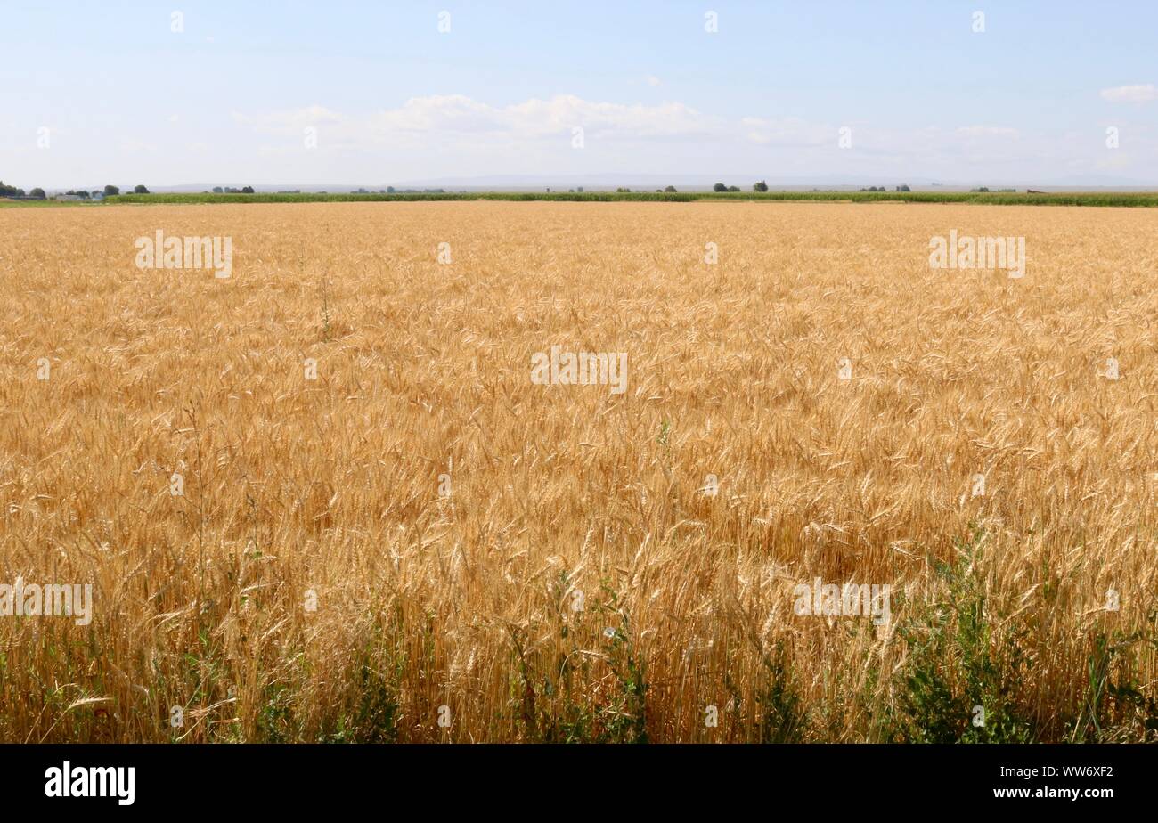 Campo di grano in Idaho su un bel giorno di estate Foto Stock