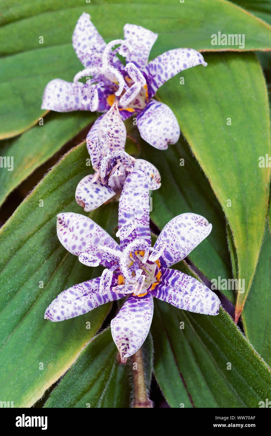 Toad lily, Tricyrtis hirta, Malva fiori colorati crescente all'aperto. Foto Stock
