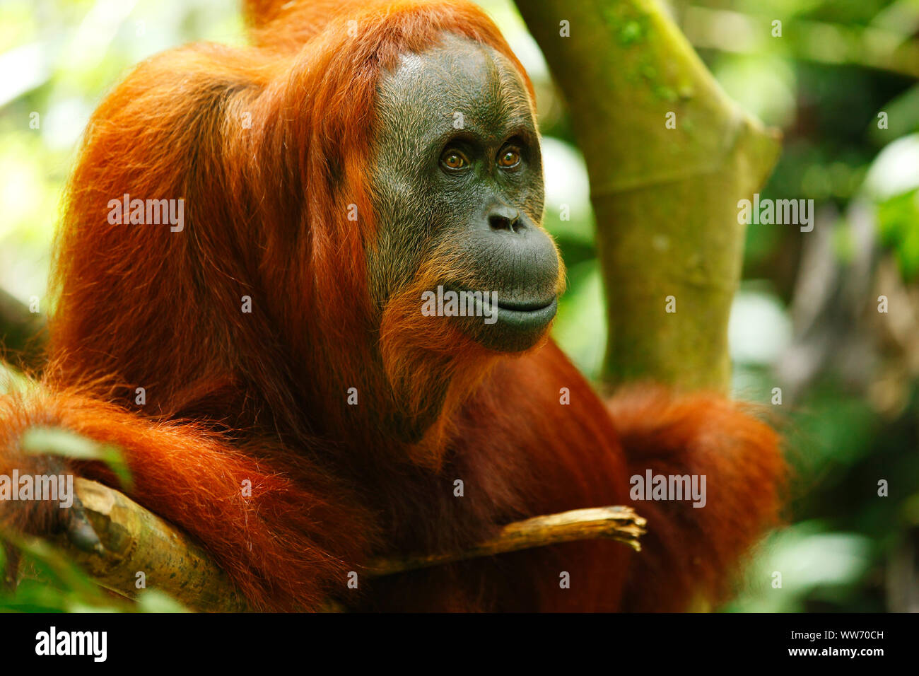 Sumatra, Bukit Lawang orangutan, Foto Stock