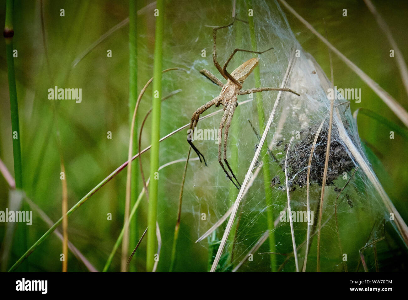 Sassnitz RÃ¼gen, vivaio spider web Foto Stock