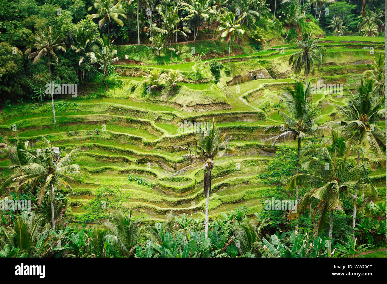 Sumatra, Bukit Lawang, terrazze di riso Foto Stock