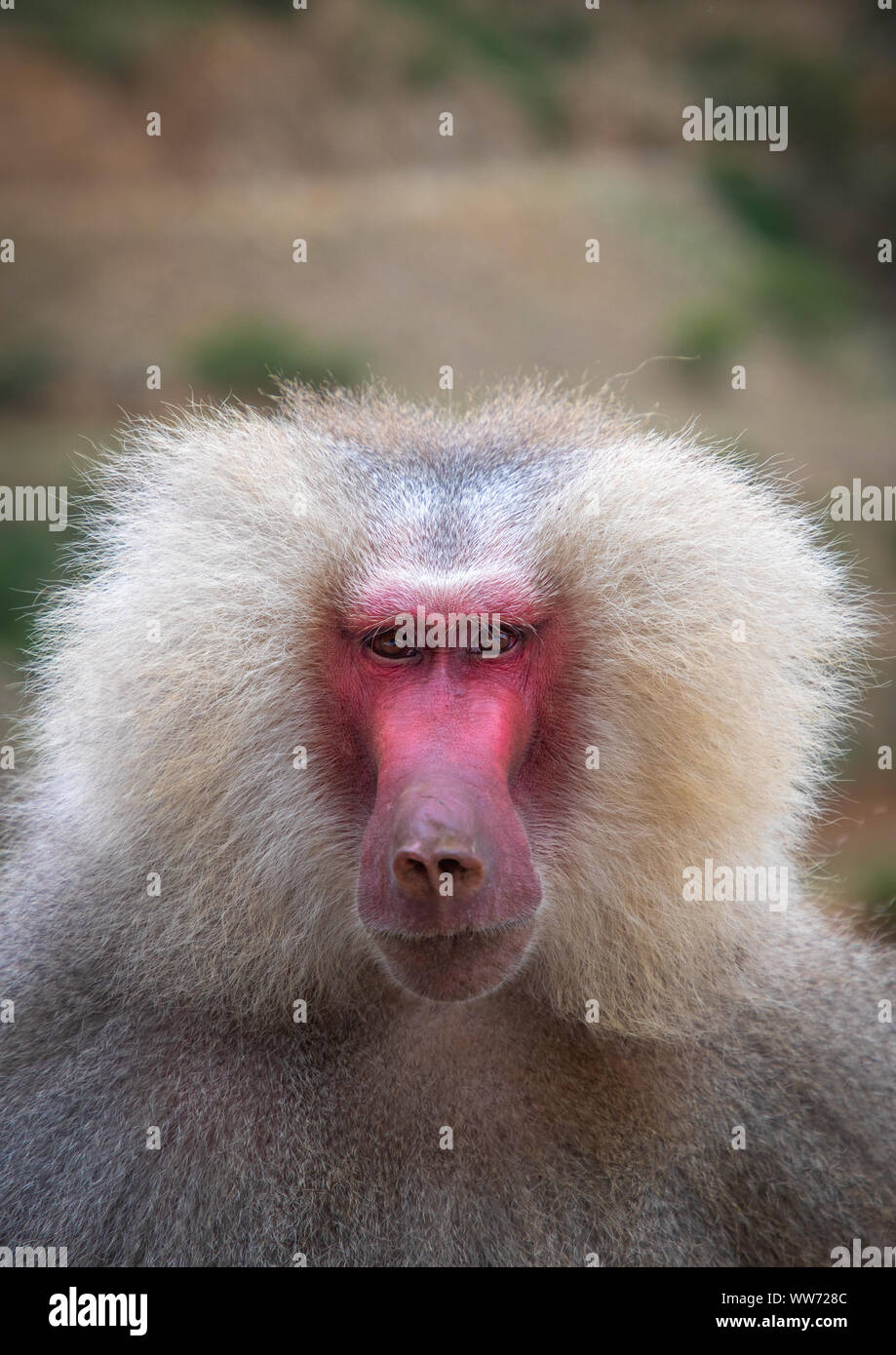 Hamadryas baboon papio hamadrya, regione centrale di Asmara Eritrea Foto Stock