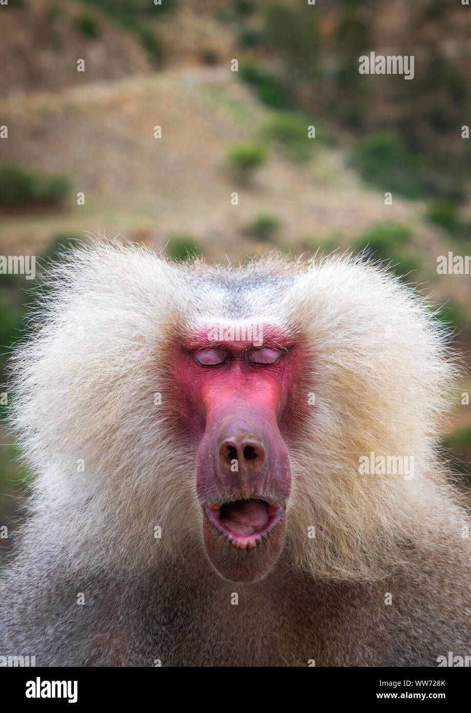 Hamadryas baboon papio hamadrya con gli occhi chiusi, regione centrale di Asmara Eritrea Foto Stock