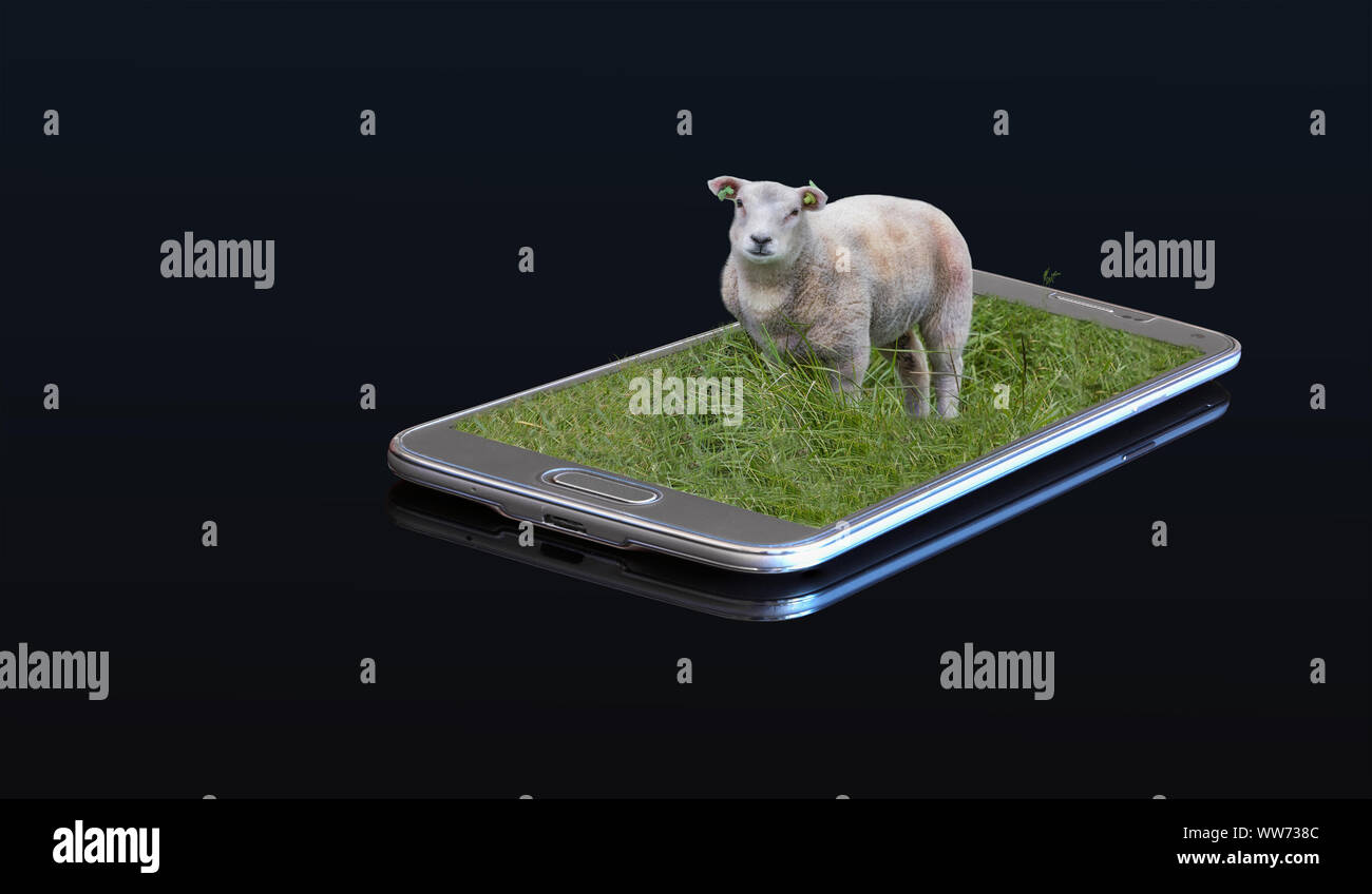 3D foto su uno smartphone - agnello su un prato Foto Stock