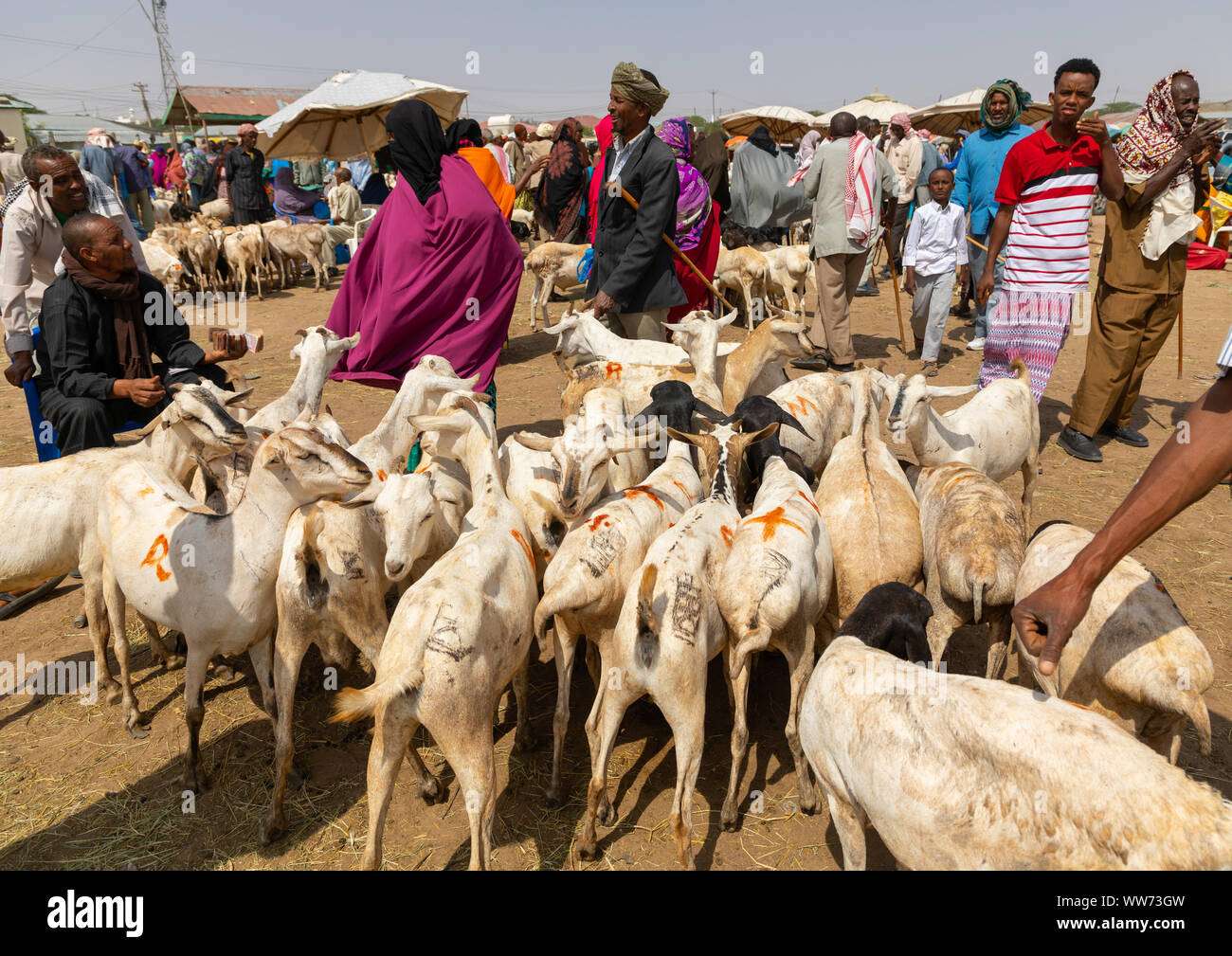 Popolo somalo nel mercato del bestiame, Woqooyi Galbeed regione, Hargeisa, il Somaliland Foto Stock