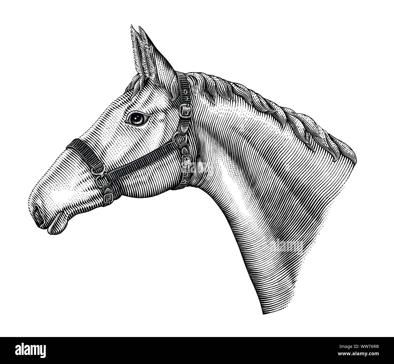 Illustrazione della testa di cavallo disegnare a mano vintage stile di incisione in bianco e nero di clipart isolati su sfondo bianco Illustrazione Vettoriale