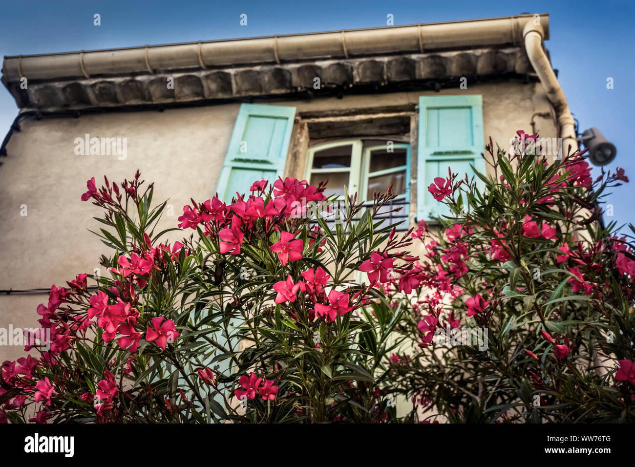 Oleandri fioriti, casa, primavera, Coursan, Aude Reparto, Regione Occitanie, Francia Foto Stock