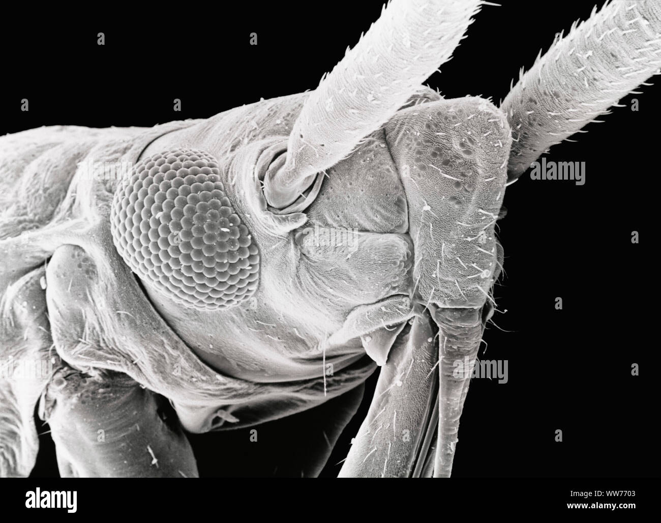 Microscopio Elettronico a Scansione immagine della testa di un impianto di segnalazione di bug (96 x di ingrandimento) Foto Stock