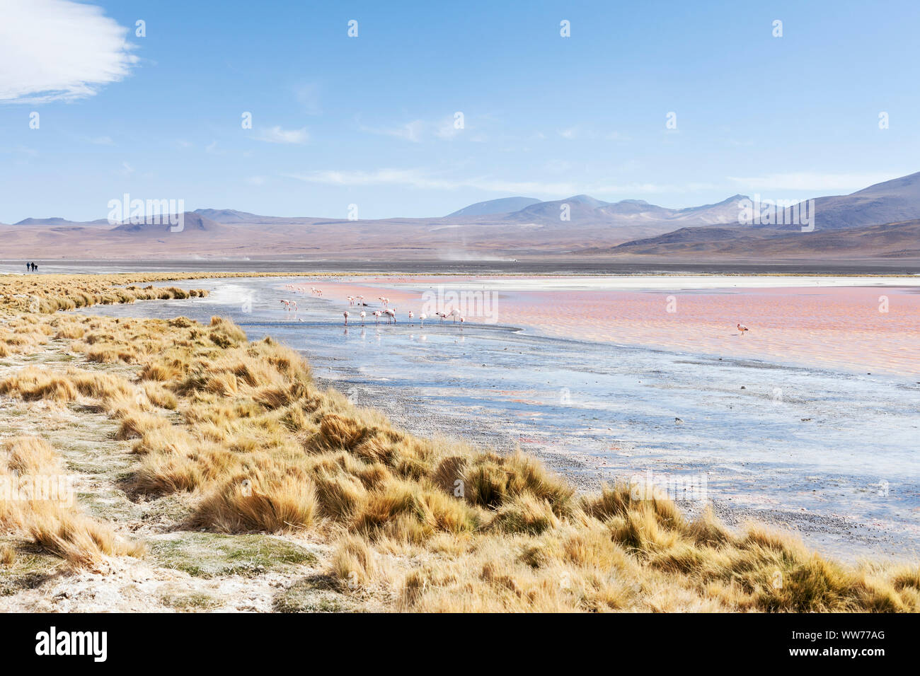 Bolivia, Eduardo Abaroa fauna Andina riserva nazionale, Laguna Colorada Foto Stock