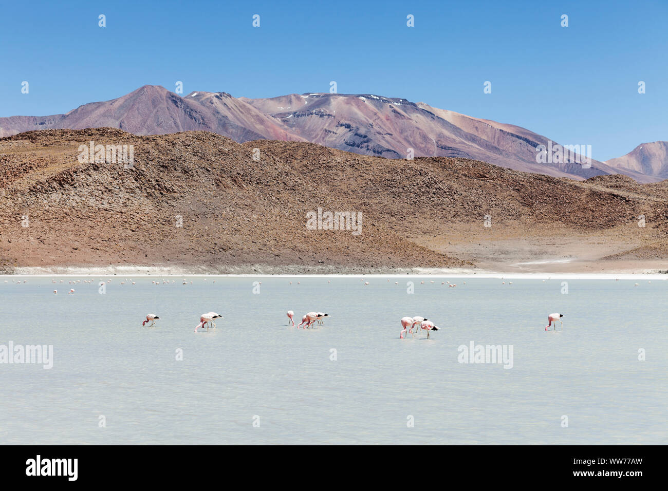 Bolivia, Eduardo Abaroa fauna Andina riserva nazionale, lago, fenicotteri Foto Stock