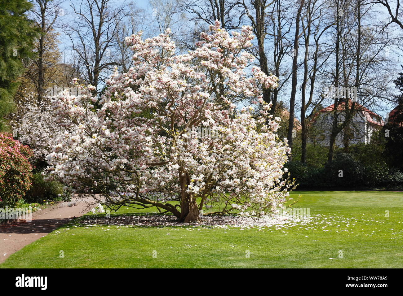 Magnolia il periodo di fioritura, nei giardini del Palazzo, della città di Oldenburg nel distretto di Oldenburg, Bassa Sassonia, Bassa Sassonia, Germania Foto Stock