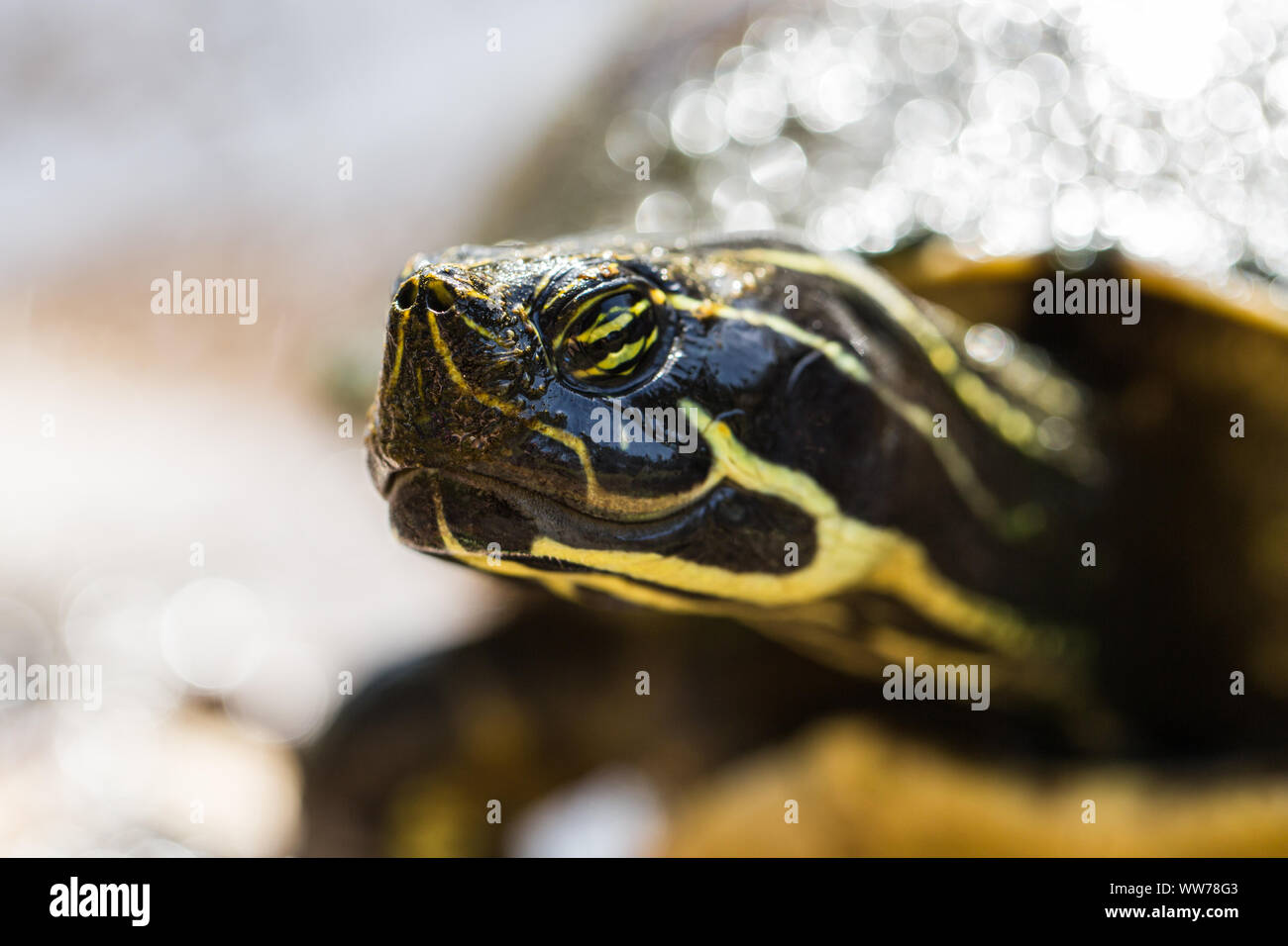 Suwannee Cooter mostra distintive strisce facciali in acque poco profonde a Palm Harbor, Florida. Foto Stock