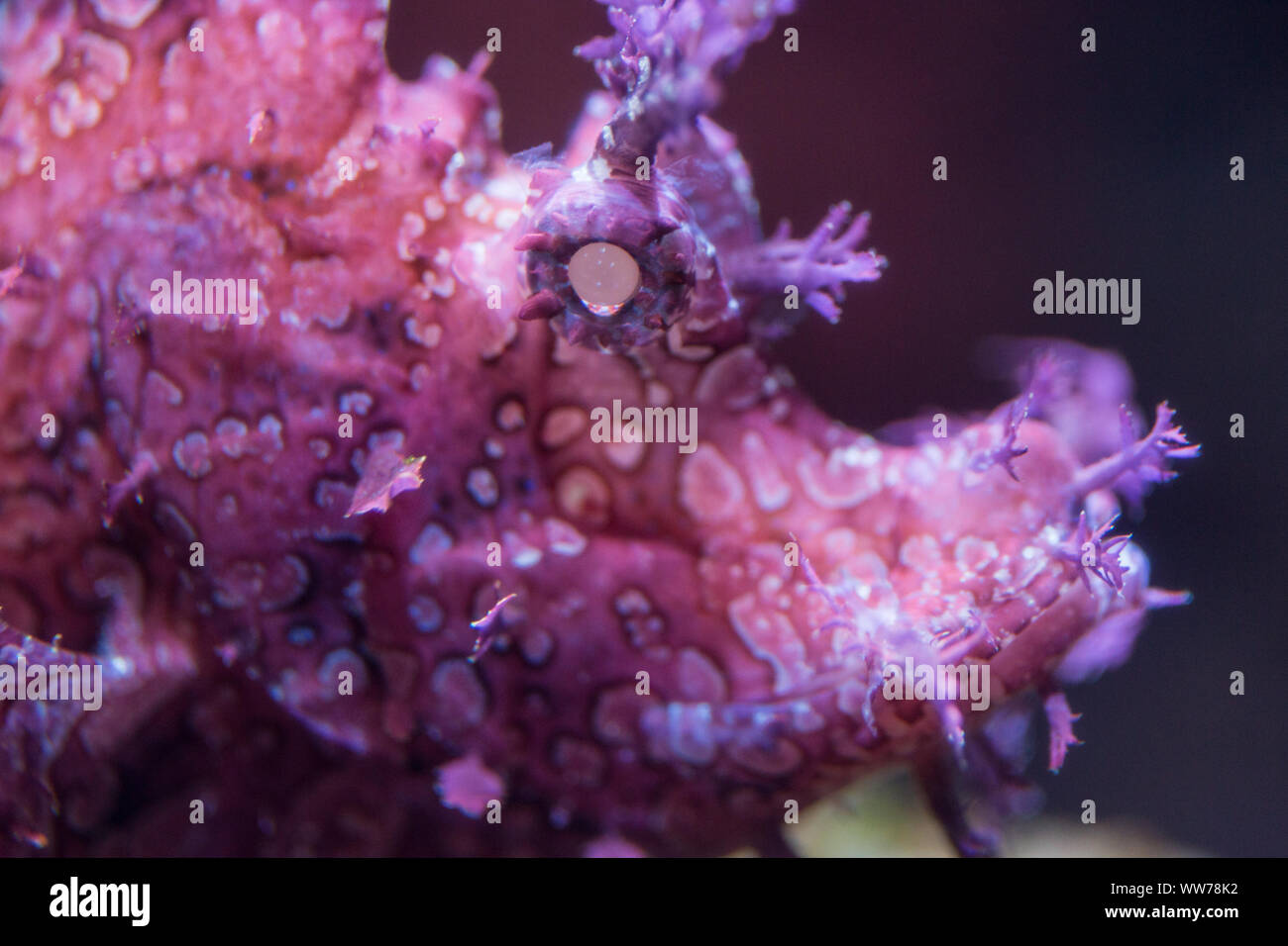 Scorpione stanco che mostra appendici fritte e pelle ruvida al Florida Aquarium di Tampa, Florida. Foto Stock