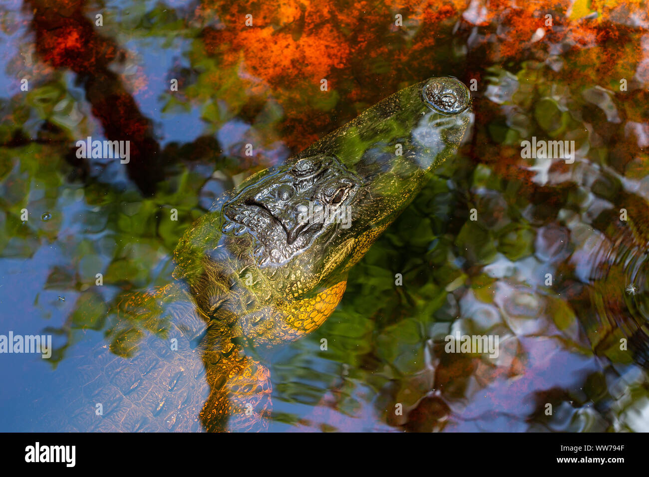 Alligatore americano (Alligator mississippiensis) che riposa nell'acqua presso la riserva di Brooker Creek nella contea di Pinellas, Florida, Stati Uniti. Foto Stock