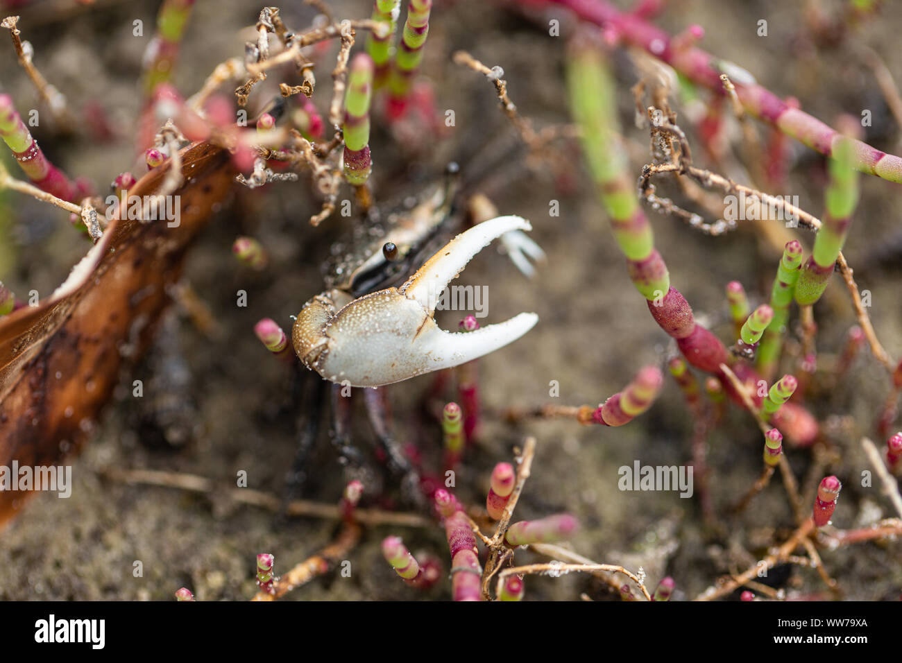 Granchio fiddler maschile (Minuca pugnax) con artiglio rialzato tra piante resistenti al sale nell'Upper Tampa Bay Park, Florida. Foto Stock