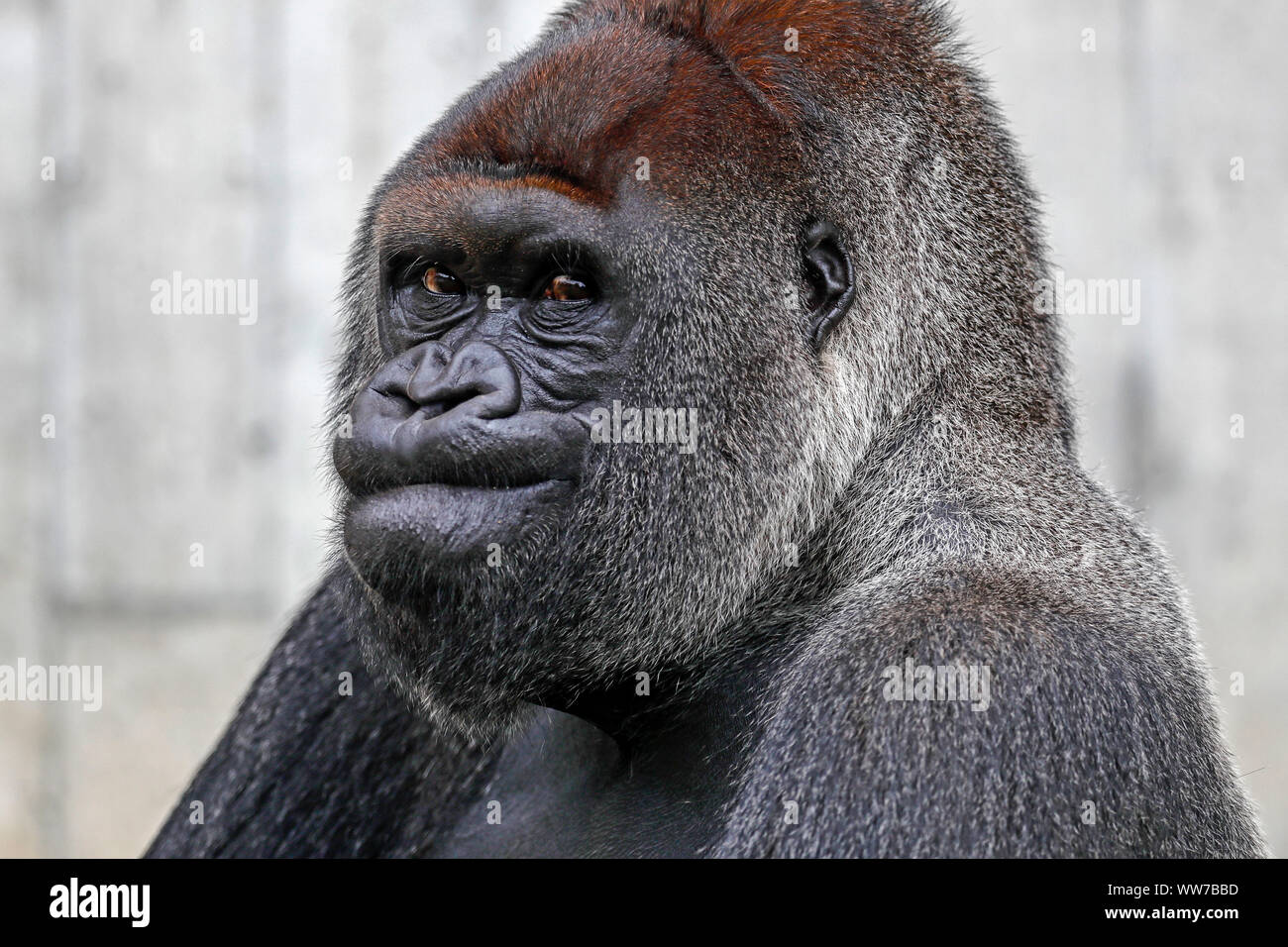 Western pianura gorilla silverback, prigionieri Foto Stock