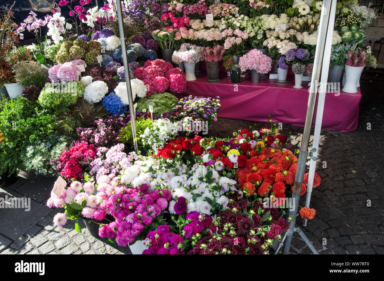Pressione di stallo di mercato, fiore stallo, Viktualienmarkt, Monaco di Baviera, Germania Foto Stock