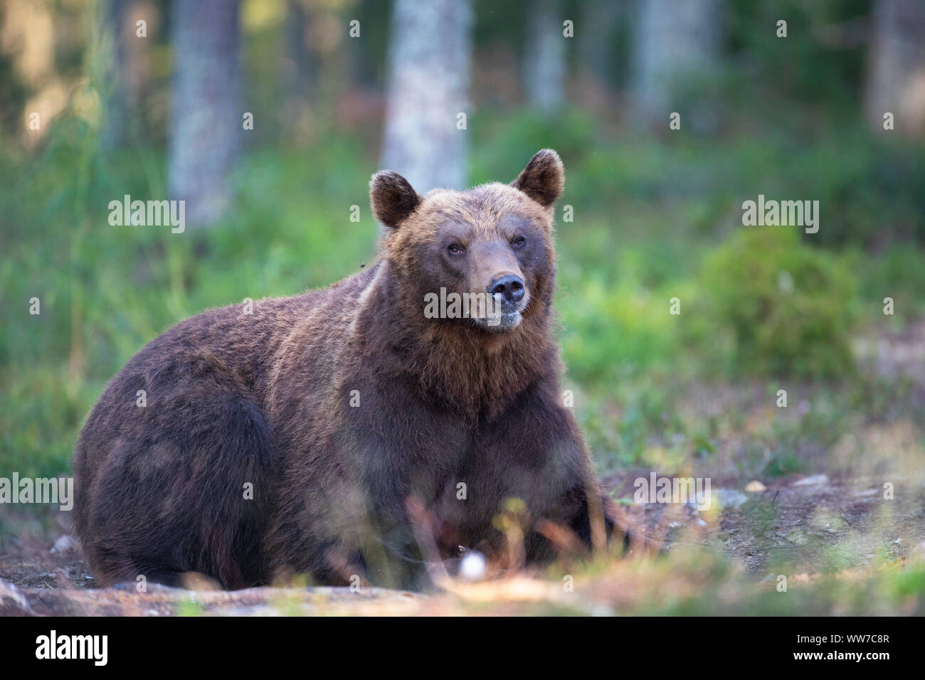 Orso bruno Ursus arctos, Finlandia, singolo, giacente Foto Stock