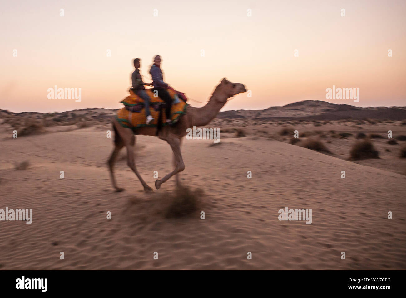Un turista femminile su a dorso di cammello nel deserto del Thar con il suo driver di cammello al tramonto, Rajasthan, India. Foto Stock