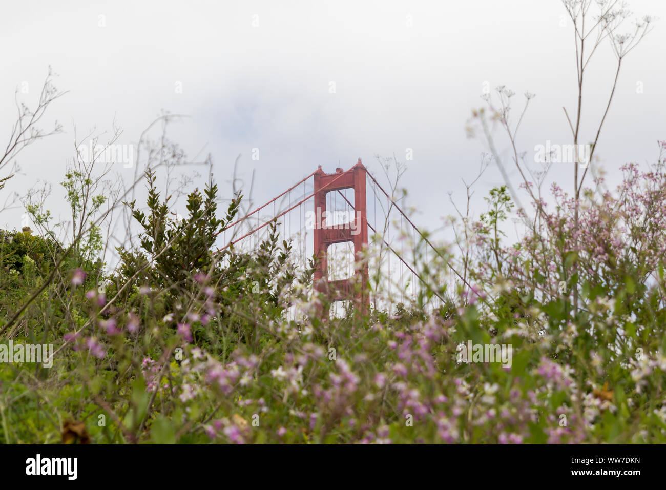 Il Golden Gate torre centrale tra la vegetazione, San Francisco Foto Stock