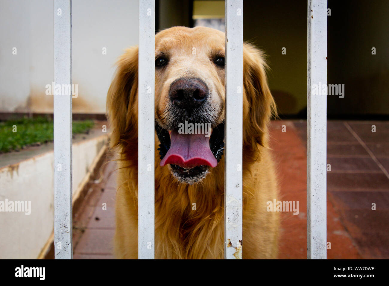 Targa In Legno Per Golden Retriever – Cartello Decorativo Con Frasetta E Immagine Del Cane, Da Appendere A Muro O Cancello, Regalo Per Amanti Dei Cani - 3