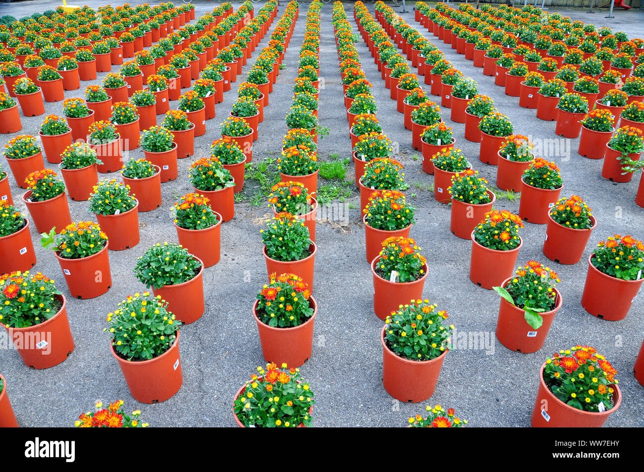 Contenitore cresciuto crisantemi attendono la spedizione al vivaio e garden center, dove saranno venduti al pubblico. Foto Stock