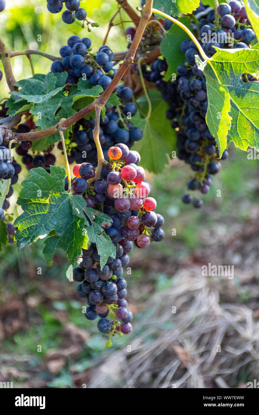 Bel rosso uva sulla vite in attesa di essere raccolto in tarda estate in Niagara sul Lago Ontario, Canada, una destinazione popolare per gli amanti del vino. Foto Stock