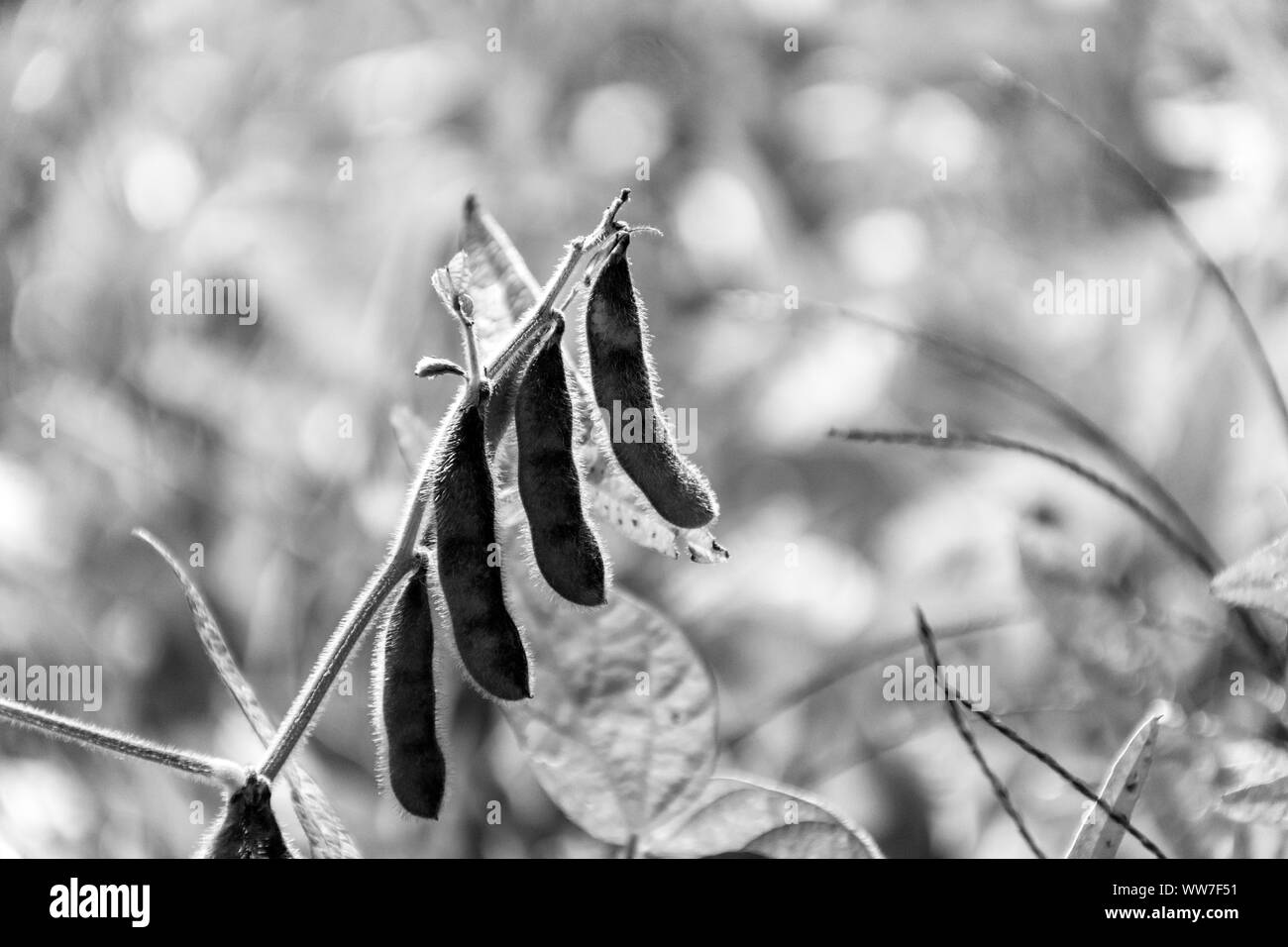I fagioli di soia in un campo di Ontario attendono raccolto in inizio di caduta, riflettendo i recenti mondiali di scambi e di contingenti sfide che potrebbero ferire gli agricoltori. Foto Stock