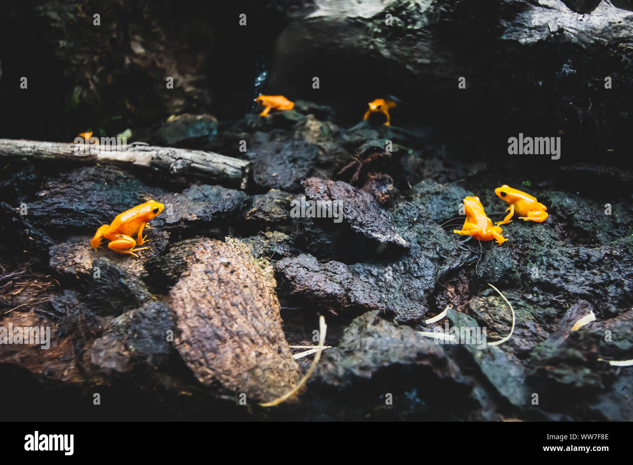 Rana velenosa, poison dart frog Phyllobates Terribilis. Giallo arancione Rana tropicale Foto Stock