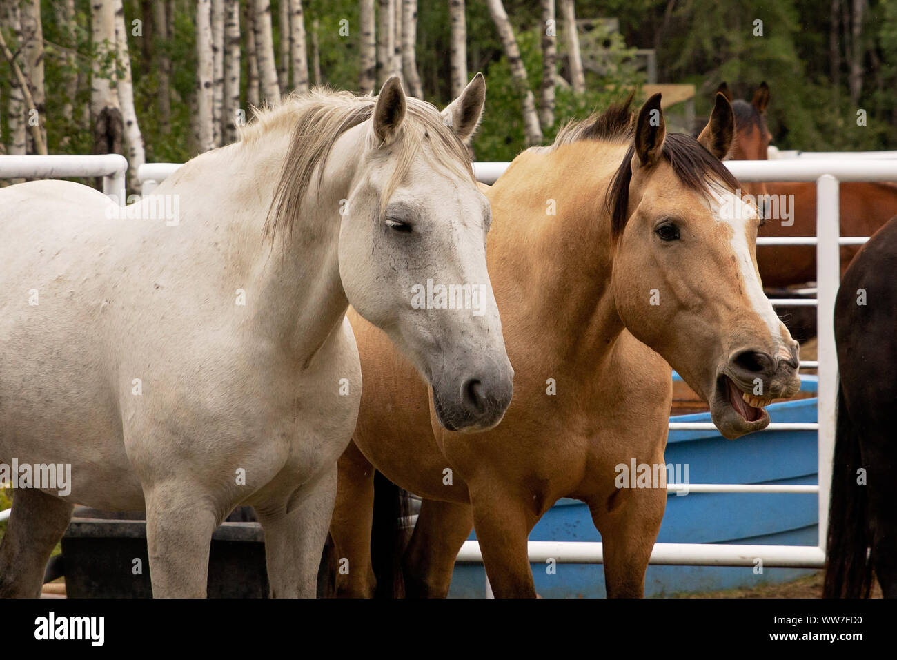Un comico raglio cavallo Foto Stock