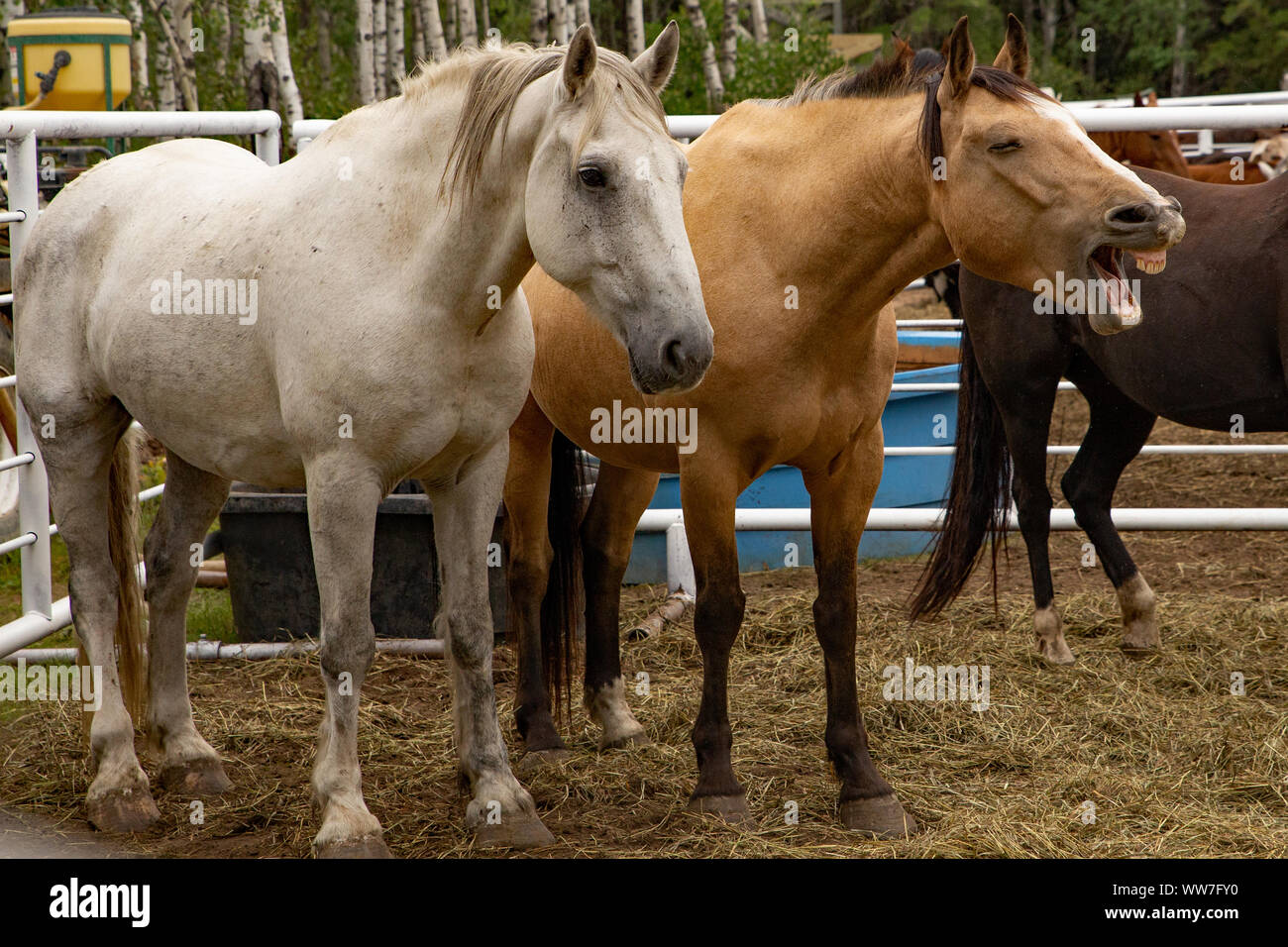 Due cavalli in un'azienda penna con al centro un raglio con una faccia comico Foto Stock