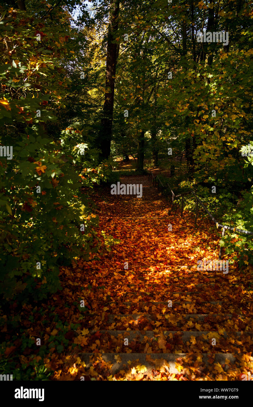 Un percorso a Fulda nel bosco in autunno, foglie d'oro giacenti sui gradini Foto Stock