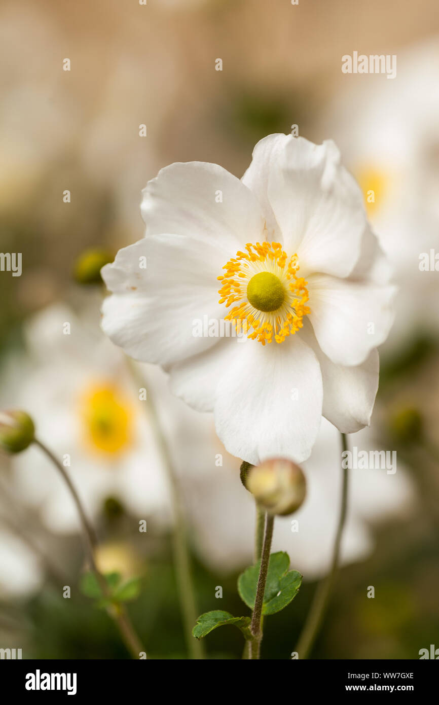 Close-up di un bianco cinese, anemone hupehensis Anemone Foto Stock