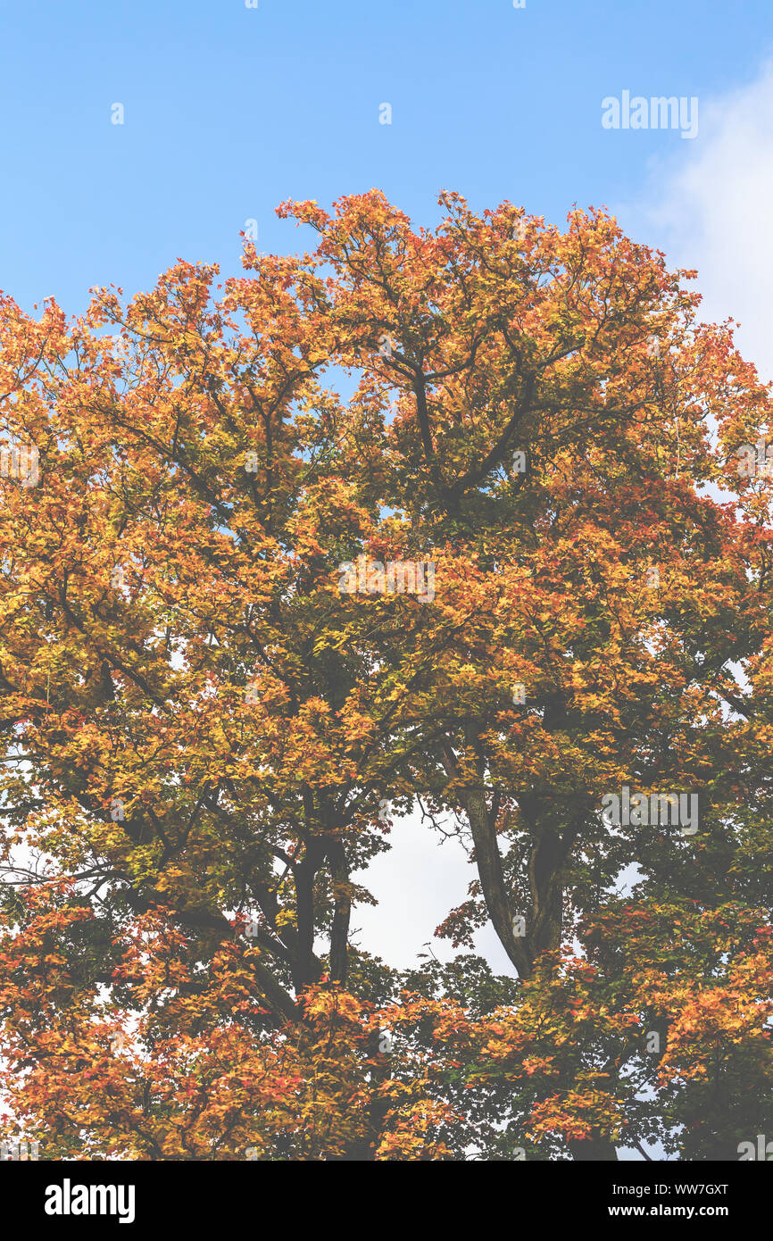 Cielo blu e oro alberi colorati Foto Stock