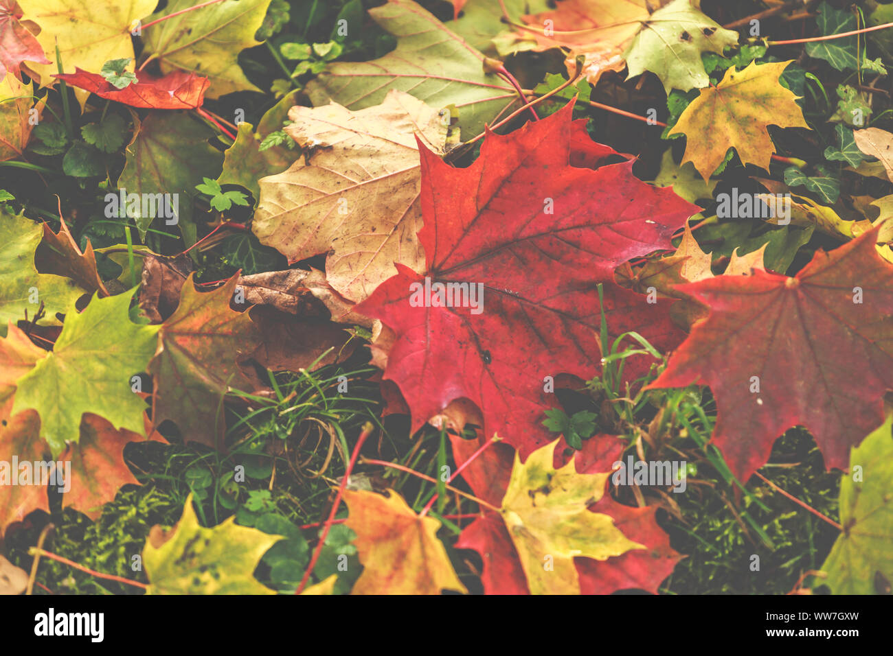 Colorati di foglie di acero sul prato Foto Stock