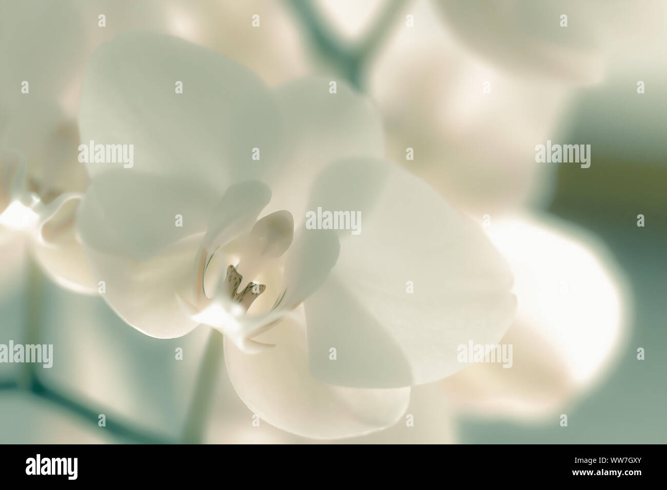 Close-up di un white orchid blossom. Foto Stock