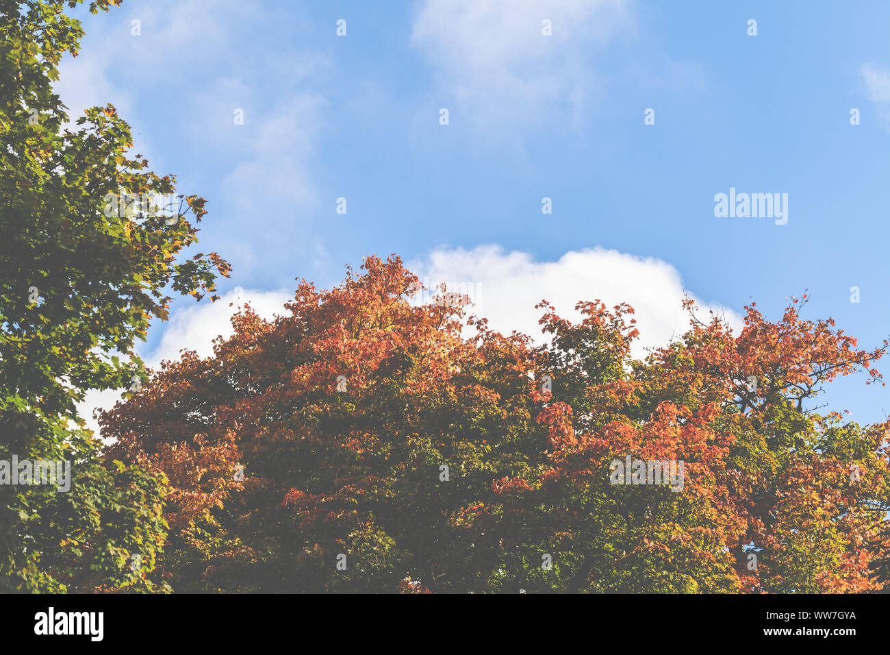 Cielo blu e oro alberi colorati Foto Stock