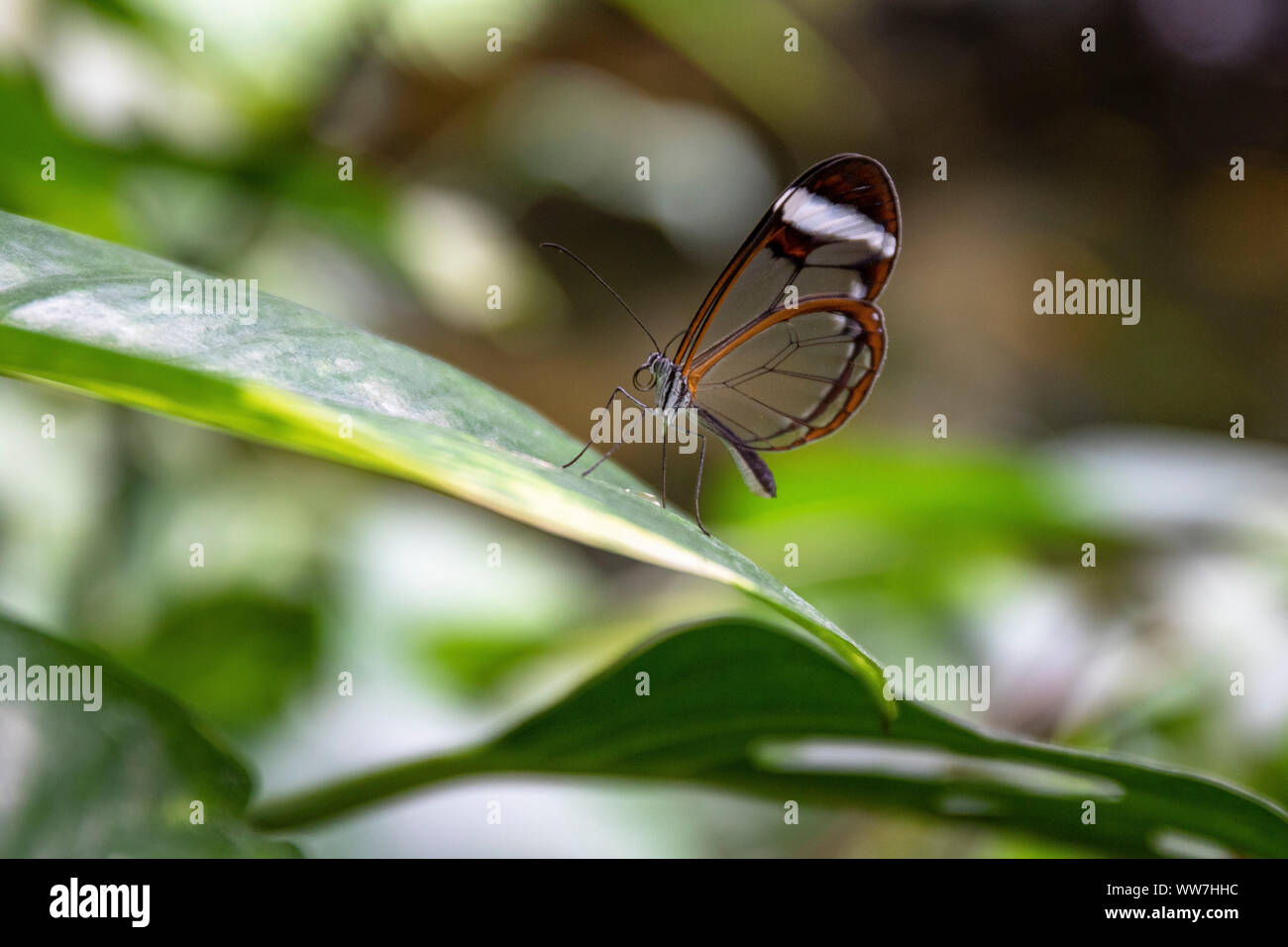 Germania Baden-Wuerttemberg, di Costanza e il Lago di Costanza - Isola di Mainau, clearwing moth in la casa della farfalla sul fiore di Mainau Island Foto Stock