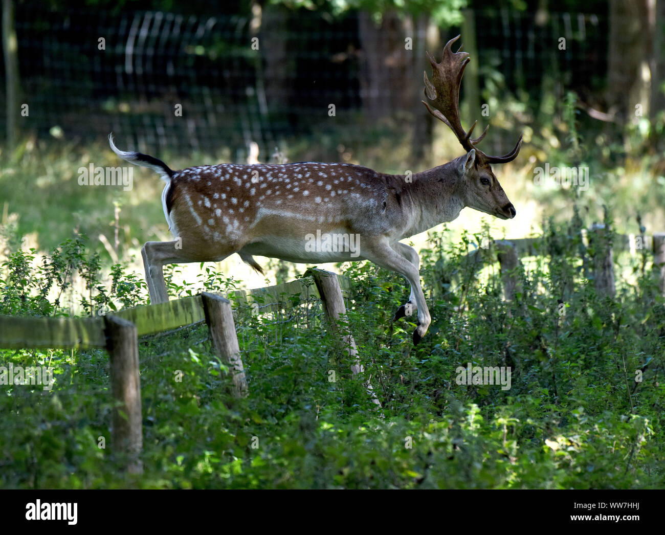 Attingham Park, Shropshire, Regno Unito. Xiii Sep, 2019. L'erba del vicino è sempre più verde sull'altro lato della barricata come questo daini buck è in procinto di scoprire dopo che saltava su una recinzione al Attingham Park, Shropshire, UK Credit: David Bagnall/Alamy Live News Foto Stock