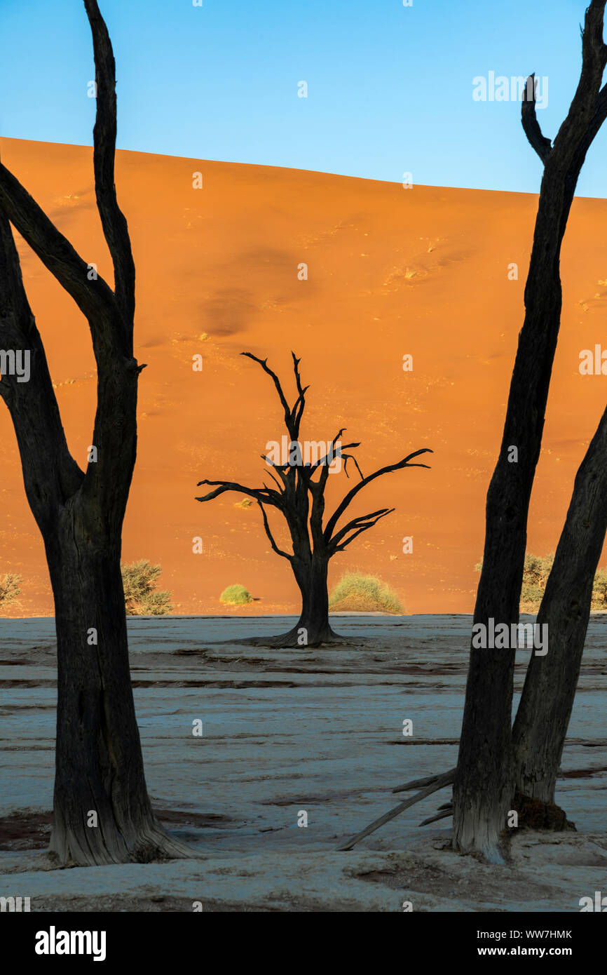 Vecchi alberi morti, Deadvlei, Namib-Naukluft National Park, Sesriem, Namibia Foto Stock