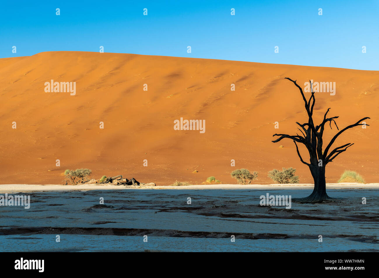 Vecchi alberi morti, Deadvlei, Namib-Naukluft National Park, Sesriem, Namibia Foto Stock