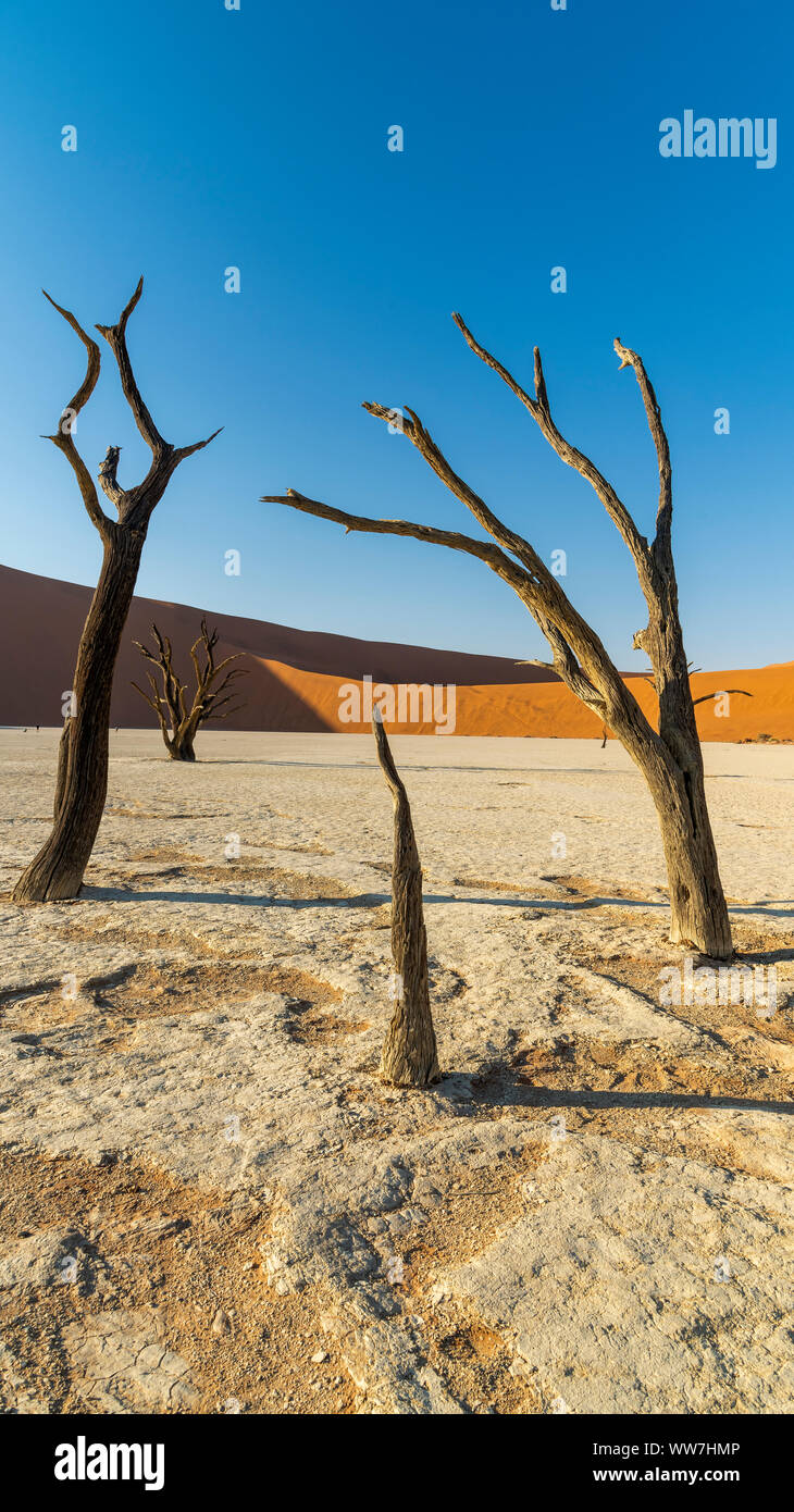 Vecchi alberi morti, Deadvlei, Namib-Naukluft National Park, Sesriem, Namibia Foto Stock